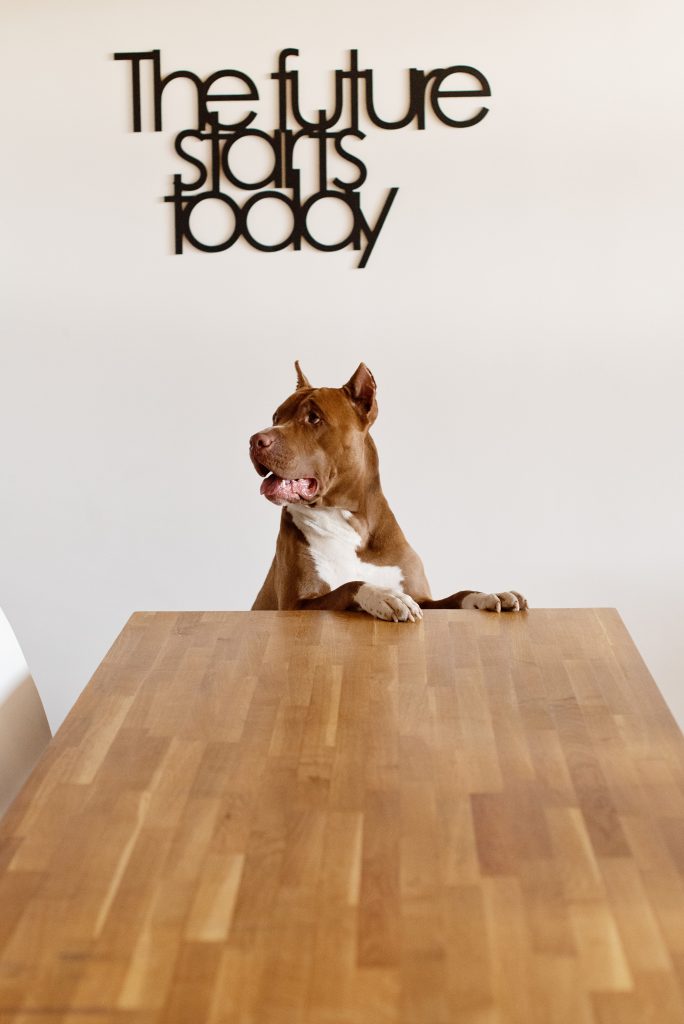 Dog waiting at the table for food