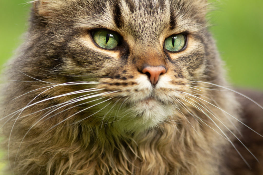 Maine Coon A cat with a beautiful green eyes