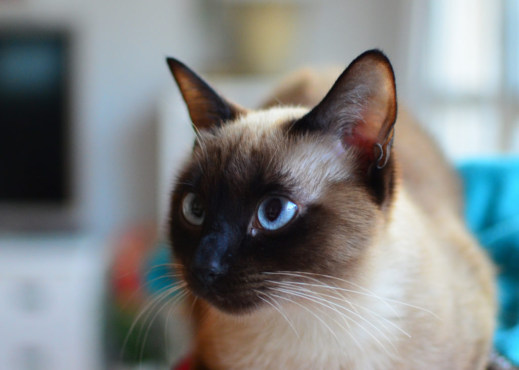 A siamese crossed eyed cat