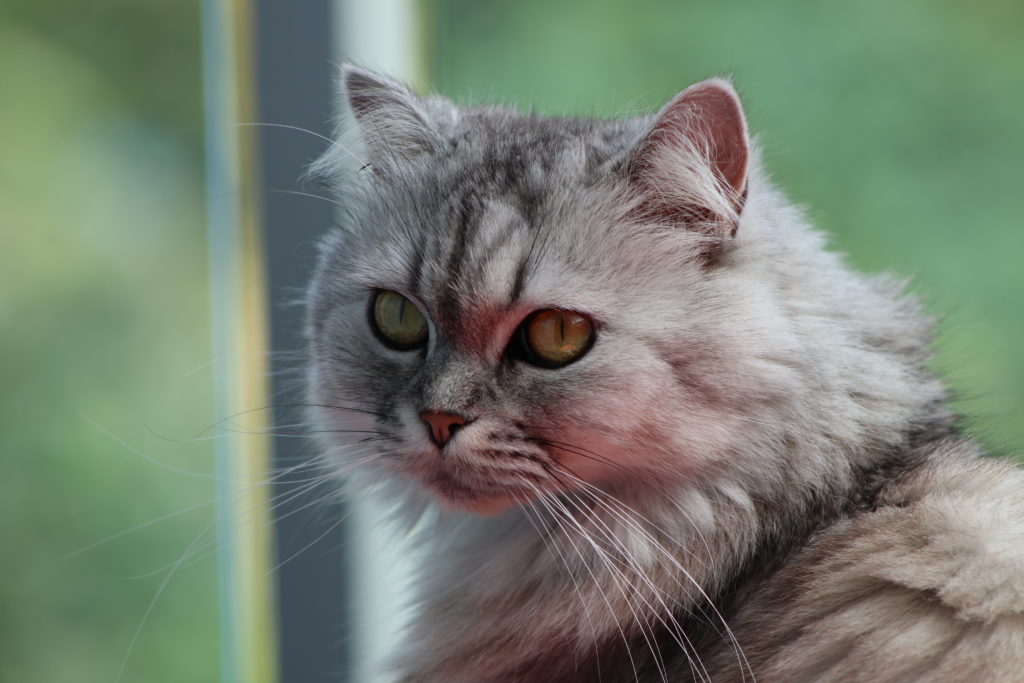 Close up photography of cat