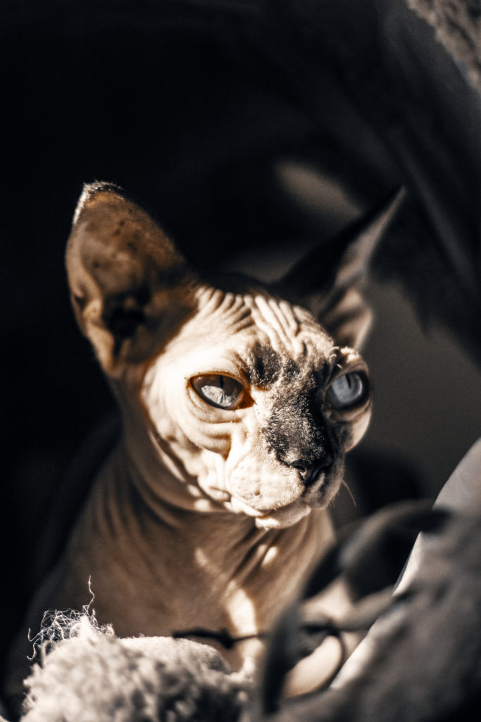 Photo of sphynx cat